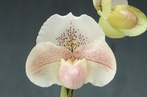 値引再出品！ 洋蘭　パフィオ TA10532 TB17-36 Paph. (Snow Tiger 'Pink Gem' x Stone Lovely 'White&Green')_画像8