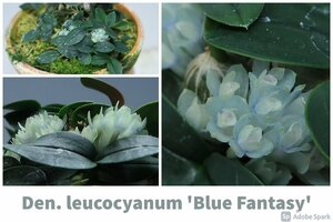即決　洋蘭　原種　デンドロ TA10551 フラスコ苗　TB22-190 Den. leucocyanum x sib ('Blue Fantasy' x 'Lago Azul')