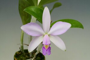 即決　洋蘭　原種　カトレア TA10598 C. violacea fma. suavissima 'Coronet' GM/JOGA (MC)