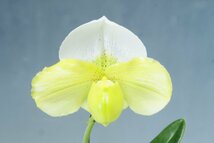 値引再出品！ 洋蘭　パフィオ TA10532 TB17-36 Paph. (Snow Tiger 'Pink Gem' x Stone Lovely 'White&Green')_画像10