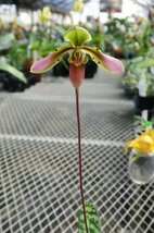 即決　洋蘭　原種　パフィオ TA10571 OIQ0176 Paph. amabile (celebensis) 'Pink Wings' x self_画像9