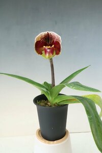 洋蘭　パフィオ TA10612 TB17-55 Paph. (Wallula Bay 'Tokyo Lotus' x Blandy Lynn 'Wao')