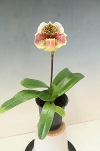 洋蘭　パフィオ TA10643 VS18-15 Paph. Pink Fields (Junior Thunder 'Bonita' x Ice Castle 'Galaxy')