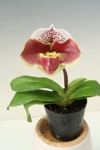 洋蘭　パフィオ TA10671 TB18-38 Paph. (Snow Tiger 'Pink Gem' x Eyecatcher 'Spencer')