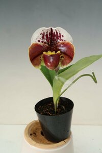 洋蘭　パフィオ TA10670 TB17-32 Paph. (Perfect World 'Jupiter' x Mem.Sabrina Mark 'Tokyo Special')