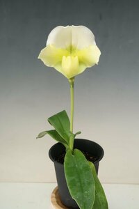 洋蘭　パフィオ TA10664 TB17-155 Paph. (Mystic Knight 'Celebration' x Stone Lovely 'White Green')