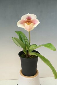 洋蘭　パフィオ TA10646 TB16-23 Paph. (Golden Wood 'Jupiter' x Wake Up Honey 'Cherry Pepper')