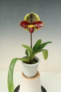 洋蘭　パフィオ TA10659 TB16-196 Paph. Thunder World x sib ( 'Tokyo2' x 'Spotted Emerald' SM/JGP)