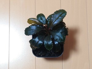 【TB便】Bucephalandra sp.Nanga Taman ブセファランドラ