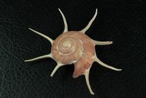 ハリナガリンボウ　82㎜ 　貝標本　貝殻_画像1