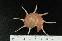 ハリナガリンボウ　82㎜ 　貝標本　貝殻_画像3
