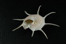 ハリナガリンボウ　82㎜ 　貝標本　貝殻_画像2