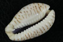 エジプトダカラ　37.2mm 　大　タカラガイ　貝標本　貝殻_画像2