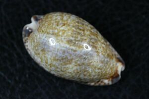 クロホシダカラ　34mm 　タカラガイ　貝標本　貝殻