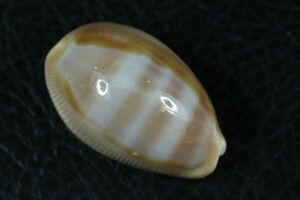 オキナワダカラ　31.5mm 　タカラガイ　貝標本　貝殻