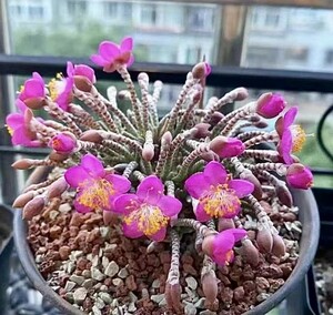 L8 Avonia quinaria 赤花アルストニー アボニア クイナリア サボテン 国内実生 親株級開花株 多肉植物 塊根 冬型コーデックス 塊茎