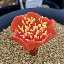 L6 珍奇植物Haemanthus crispusハエマンサス クリスパス 3株同梱_画像3