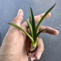 L36 貴重な希少種 agave ovatifolia killer watermelon 株を厳選 Sクラスは希少株 極上子株_画像6