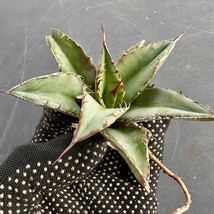  V56 激レア高級品種 アガベ チタノタ ウルヴァリン agave 金剛狼 極上強棘 狂刺 極上子株 _画像8