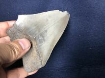 メガロドン サメの歯 約105mm　140グラム　カーキアイアン　化石 _画像5