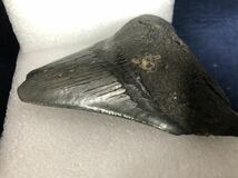 メガロドン サメの歯 約100mm 122g ブラック系のCOLOR　化石 _画像3