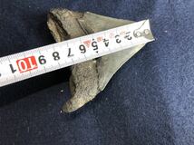 メガロドン サメの歯 約100mm 122g ブラック系のCOLOR　化石 _画像9
