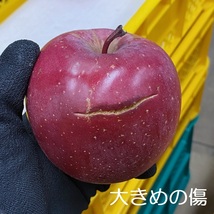 ▽送料無料▽ 福島産りんご【サンふじ】加工用 約14kg (25)_画像2