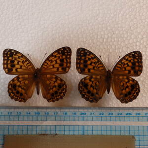蝶標本　稀種　大型サイズ　オオウラギンヒョウモン2♀　暗色．明色型　昨年度採集品（佐賀県嬉野市産）