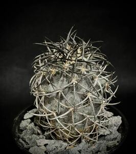 強刺　古株　実生　コピアポア グリセオビオラセア 栗星玉 Copiapoa griseoviolacea 検索　サボテン　多肉植物　黒王丸 