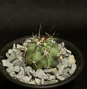 実生　Copiapoa domeykoensis コピアポア・ドメイコエンシス　レア種　検索　黒王丸　サボテン　多肉植物