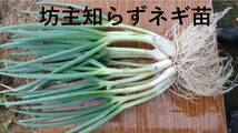 ぼうずしらずねぎ苗100本（畑での生育が良い様に、根と葉を沢山残して発送します）　※坊主知らずネギ_画像1