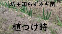 ぼうずしらずねぎ苗100本（畑での生育が良い様に、根と葉を沢山残して発送します）　※坊主知らずネギ_画像6