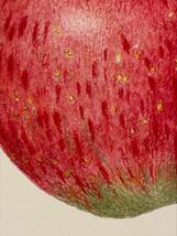 野村陽子　細密画　植物　リンゴの花と実 ボタニカルアート 版画 6/30 額装 直筆サイン_画像9