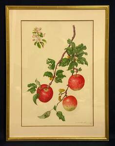 野村陽子　細密画　植物　リンゴの花と実 ボタニカルアート 版画 6/30 額装 直筆サイン