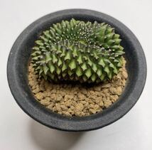 レア希少！多肉植物　サボテン　ギムノカリキウム・トゲ無し牡丹玉綴化　実生 Gymnocalycium thornless inermis cristata _画像5