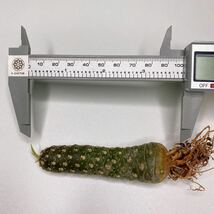 Dorstenia lancifolia！多肉植物 塊根植物 パキポディウム サボテン　ドルステニア ランキフォリア_画像7