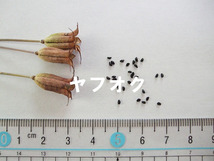 ミヤマオダマキ 種子 20粒 高山植物 山野草_画像2