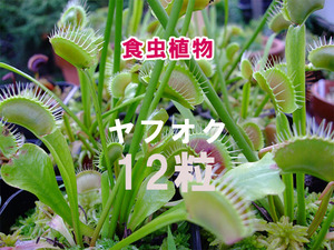 【即決】 ハエトリソウ 種子 12粒 食虫植物 Dionaea muscipula