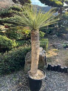 1m54cm 太株　ユッカ ロストラータ 発根　耐寒性-15 ドライガーデン 地植え シンボルツリー Yucca ガーデニング 庭　