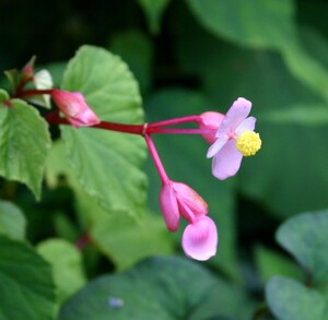 シュウカイドウ、４球、開花見込球、耐寒性のあるベコニヤ、裸で送ります