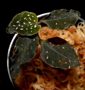 洋蘭原種 (552) 希少種　Microchilus tridax ミクロキラス　トリダックス