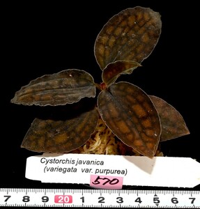 洋蘭原種 (570) Cystorchis javanica (variegata var. purpurea) シストーキス　ジャバニカ