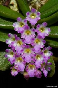 洋蘭原種 (066) 希少種　Schoenorchis phitamii ショエノルキス フィタミー