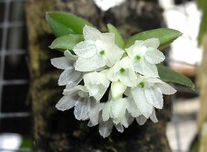 洋蘭原種 (136) Hymenorchis javanica ヒメノーキス　ジャバニカ