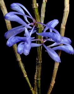 洋蘭原種 (190) 超希少種 幻の青いデンドロビューム トップ苗　Den. sp Papua Blue デンドロビューム sp. パプアブルー