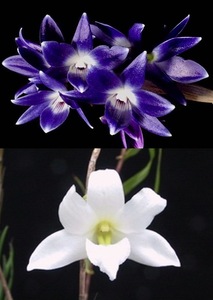 洋蘭 (156) ブルー系デンドロ　Den.Dounan Violet (auriculatum x victriae-reginae) ドウナン　バイオレット