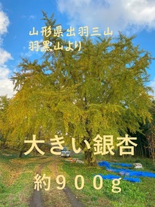 【無農薬 無漂白】大きい銀杏 ぎんなん 約900g 山形県 羽黒山 自然乾燥