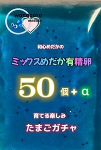 即決666円★和心めだか★ミックスめだか有精卵50個＋α★楽しみいっぱい！ガチャめだか♪何セットでも同梱出来ます！