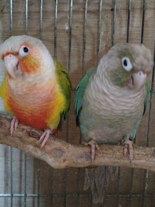 ウロコインコ卵　食用4個