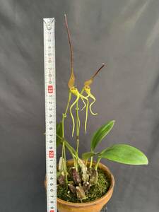 洋蘭 原種 バルボフィラム Bulb. tricanaliferum 'Mt Little' SBM／JOGA 20㎝越え超巨大輪 バルブ数多い極良大株 2輪開花中 特価スタート